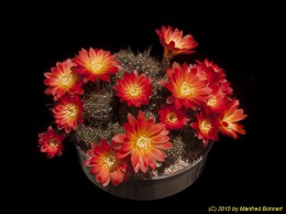 Rebutia margarethae WR521 1205